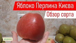 Яблоко Перлина (Жемчужина) Киева обзор сорта