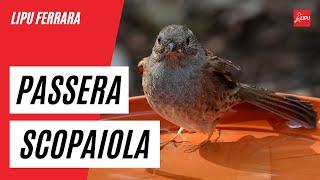 Lipu Ferrara - Passera scopaiola al bagno