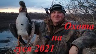 Гусиное открытие охоты 2021. Попали на массовый пролет гуся. Spring goose hunting, mass passage. ч.1