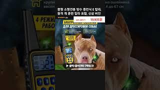 중형 소형견용 방수 충전식 E 칼라, 원격 개 훈련 칼라 포함, 신상 버전