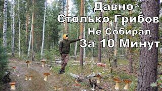 Crazy Mushroom Grove. PORCIS in 10 Minutes Full Pack. Mushroom Picking