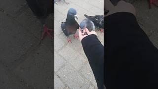 голуби клюют семечки с моей руки / pigeons peck seeds from my sunny
