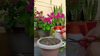 Watch how to propagate Bougainvillea plant in just 10 days. #propagate #bougainvillea #flowerlovers