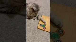 Katze Vika! #cute #cat #play#cuteanimals #animals