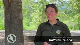 Coyotes in Calabasas -- Part 4
