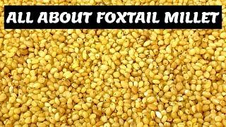 All About Foxtail Millet | Health Benefits of Foxtail Millet l Positive Millets | Siridhanya Millets