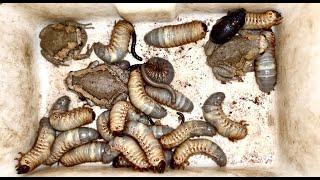 Nightmare! Catch So Many Giant Worms Wood and Black Beetle and One Small Millipede #insects #aminals