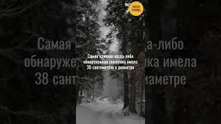  Снежное волшебство: Удивительные факты о снеге и снежинках