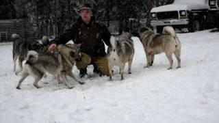 7 ancient Kamia elkhounds