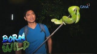 Born to be Wild: Close encounter with a large Temple Pit Viper