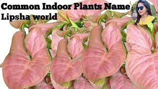 Top 40 Indoor plants available in India  | Lipsha world