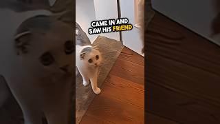 A cat got surprised after his friend gone  #shorts