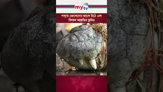 পদ্মায় জেলেদের জালে উঠে এল ১০ ফুট লম্বা কুমির | Mytv News  #mytvbangladesh