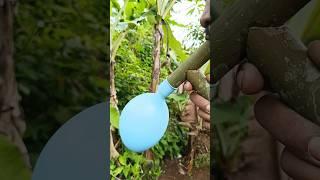 combination slingshot #diyslingshot #outdoors