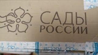 Посылка из интернет-магазина "Сады России"