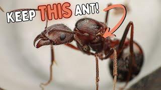 Why You NEED to Keep THIS Ant