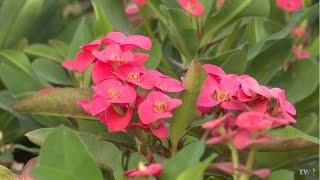 În grădina Danei: Euphorbia (Coroana lui Isus) şi Poinsettia (Steaua Crăciunului) (@TVR1)