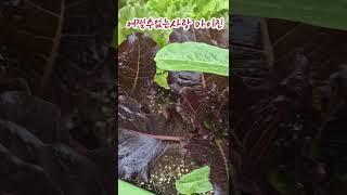 #모듬상추가쑥쑥마이진#어쩔수없는사랑#마콩다육