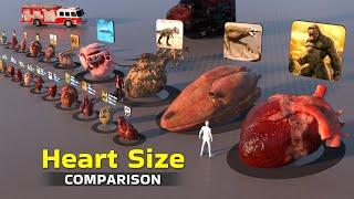 Heart Size  3D Comparison 2023