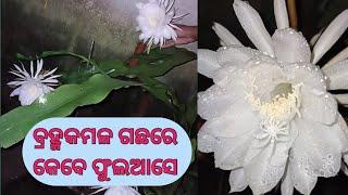 ବ୍ରହ୍ମକମଳ ଗଛର ଯତ୍ନ/Howto Grow And Care It At Home