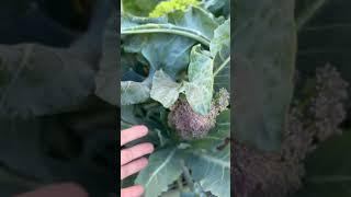 Gardening is interesting 
