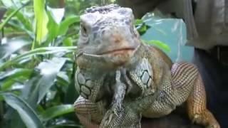 Iguanas have a 3rd eye