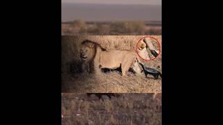 Even a lion is afraid of this animal? #shortvideos #facts #amazingfacts