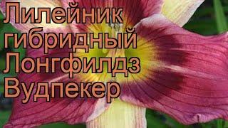 Лилейник гибридный Лонгфилдз Вудпекер  обзор: как сажать, рассада лилейника Лонгфилдз Вудпекер