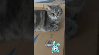 День рождения #elenaeder #юмор #советдня #кот #смех #humor #tiktok #shorts #котобормот #cat