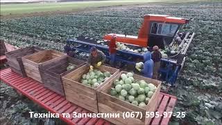 Капуста – современная технология выращивания | Cabbage Agriculture Technology Harvesting