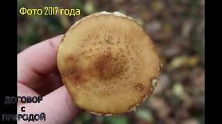 ОПЁНОК осенний.ПЕРВАЯ ДЕГУСТАЦИЯ.Armillaria mellea.