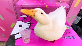 I took my duck to Hello Kitty Cafe