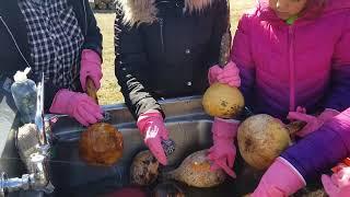 Gourd Preparation and Gathering