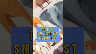 Top 5 Smartest Animals #shorts #top5#best5 #top5facts