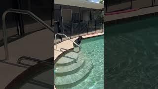 daily life #rottweiler #dog #pets #vlog #petvlog #dogmom #reels #fyp #shorts