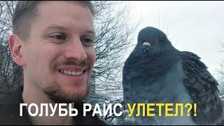 голубь Райс УЛЕТЕЛ!?