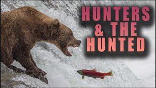 Hunters and the Hunted - Animals Preying on other Animals