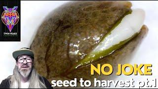 How I Germinate and Start Cannabis Seeds w/ Chad Westport : Spider Farmer 6" fan