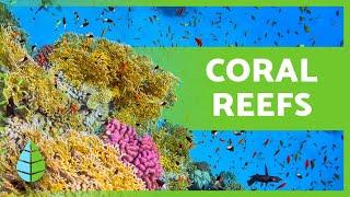 What are CORAL REEFS?  (Types, Formation and Importance)