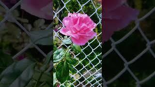 Beautiful pink rose #garden #pink #rose #beautiful #summer #2023 #montreal #quebec #laniwonderwoman