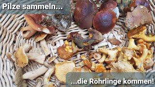 Pilze sammeln September  - die Röhrlinge kommen! 