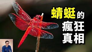 【震驚】蜻蜓的真身到底有多可怕？太多驚人的真相，曾經的昆蟲之王，蚊子和蒼蠅的一生之敵……【老肉雜談】#動物 #昆蟲 #蜻蜓 #演化 #古生物