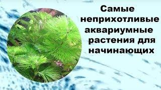 Самые неприхотливые аквариумные растения для начинающих.