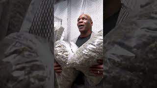 Mike Tyson кайфует на пенсии 