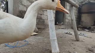 Turkey Birds Video | Animal Lifetime