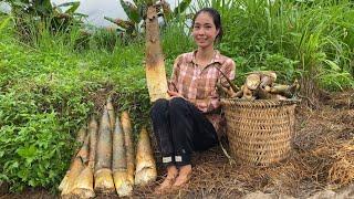 Harvesting giant bamboo shoots - single mother earns money to raise children