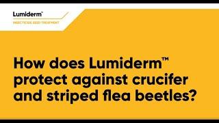 How does Lumiderm protect against crucifer and striped flea beetles?