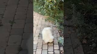 Cute Puppy Barking | #barkingdogs #awwanimals #babydog