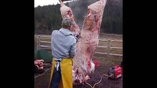 Farm Kill - Splitting beef with the Jarvis 444 saw.