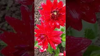 ,,РАЗЛУКА,,Музыка Сергей Грищук #Shorts